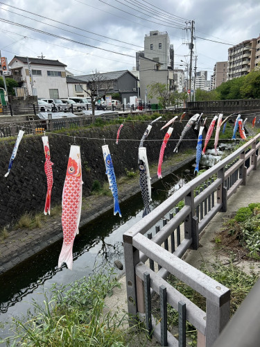 中島川の鯉のぼり