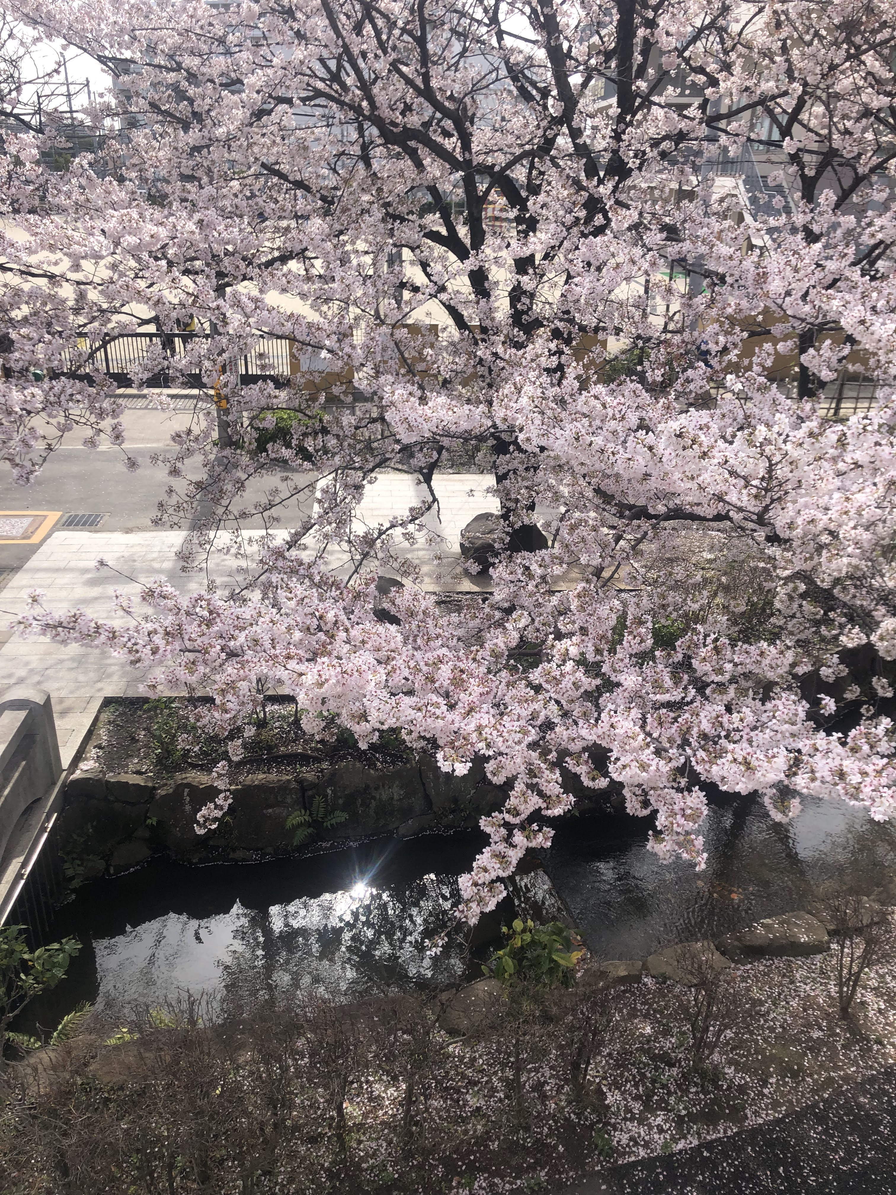 桜の季節