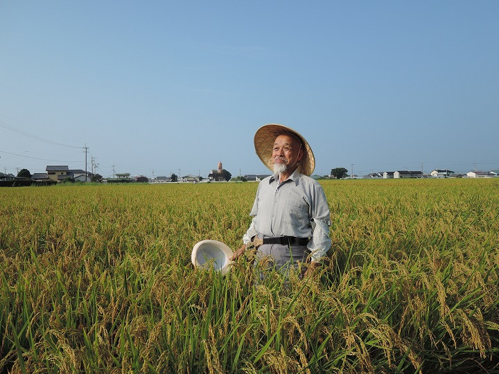 酒米の育ち具合　刈取前10日