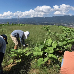 10/9 橋本市 草引き援農