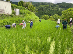 紀美野町『中田の棚田で農作業』援農活動