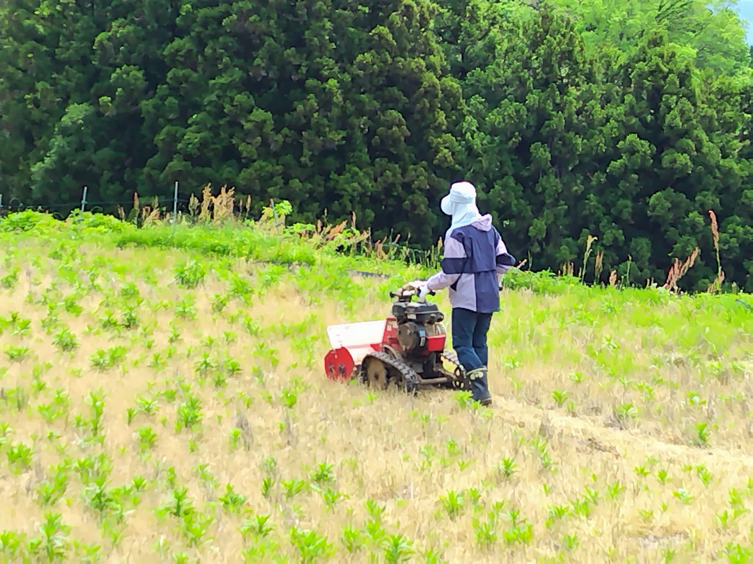 棚田の草刈り作業（有田川町）