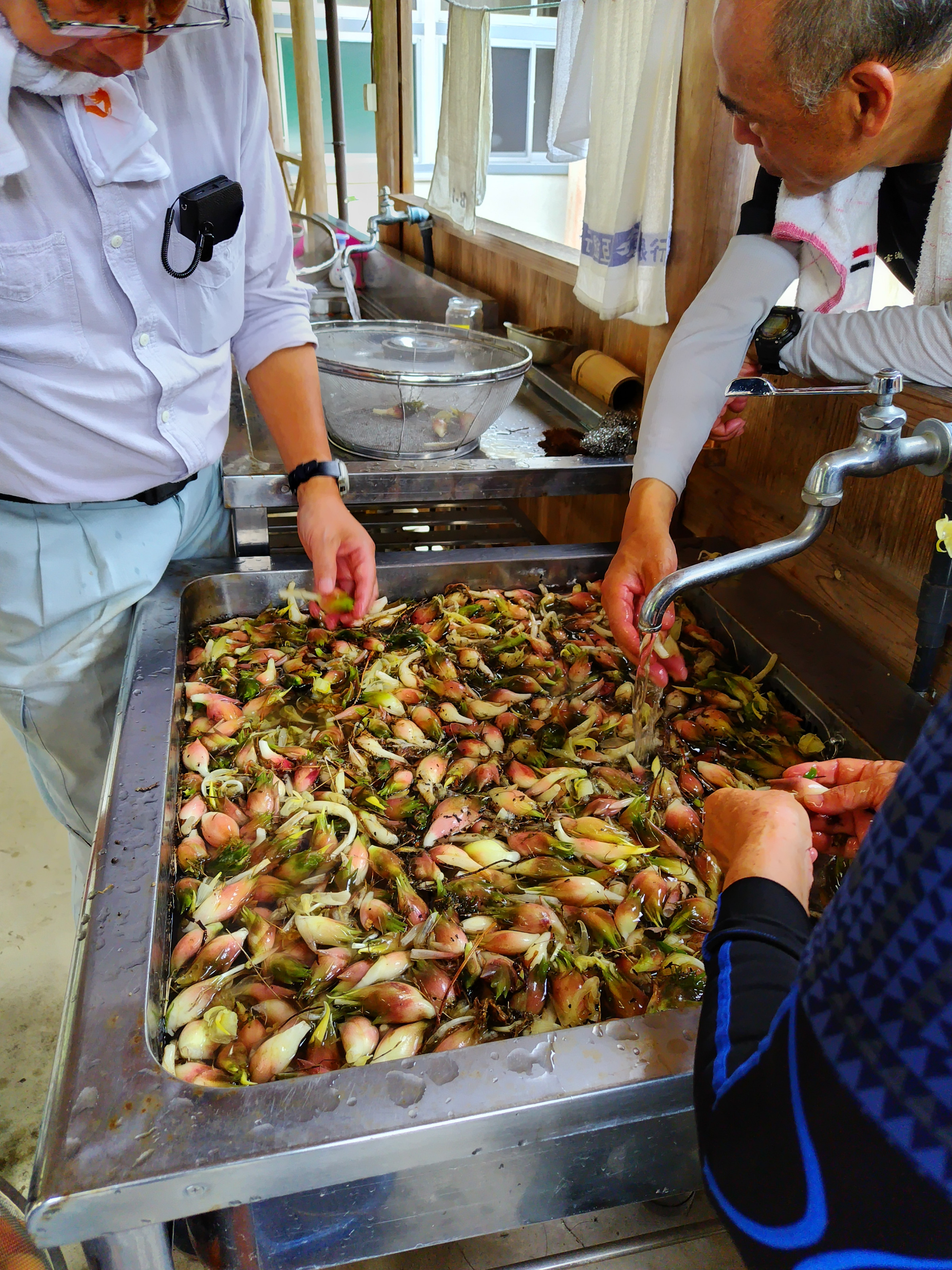 みょうがの選別洗浄（高野町上筒賀）