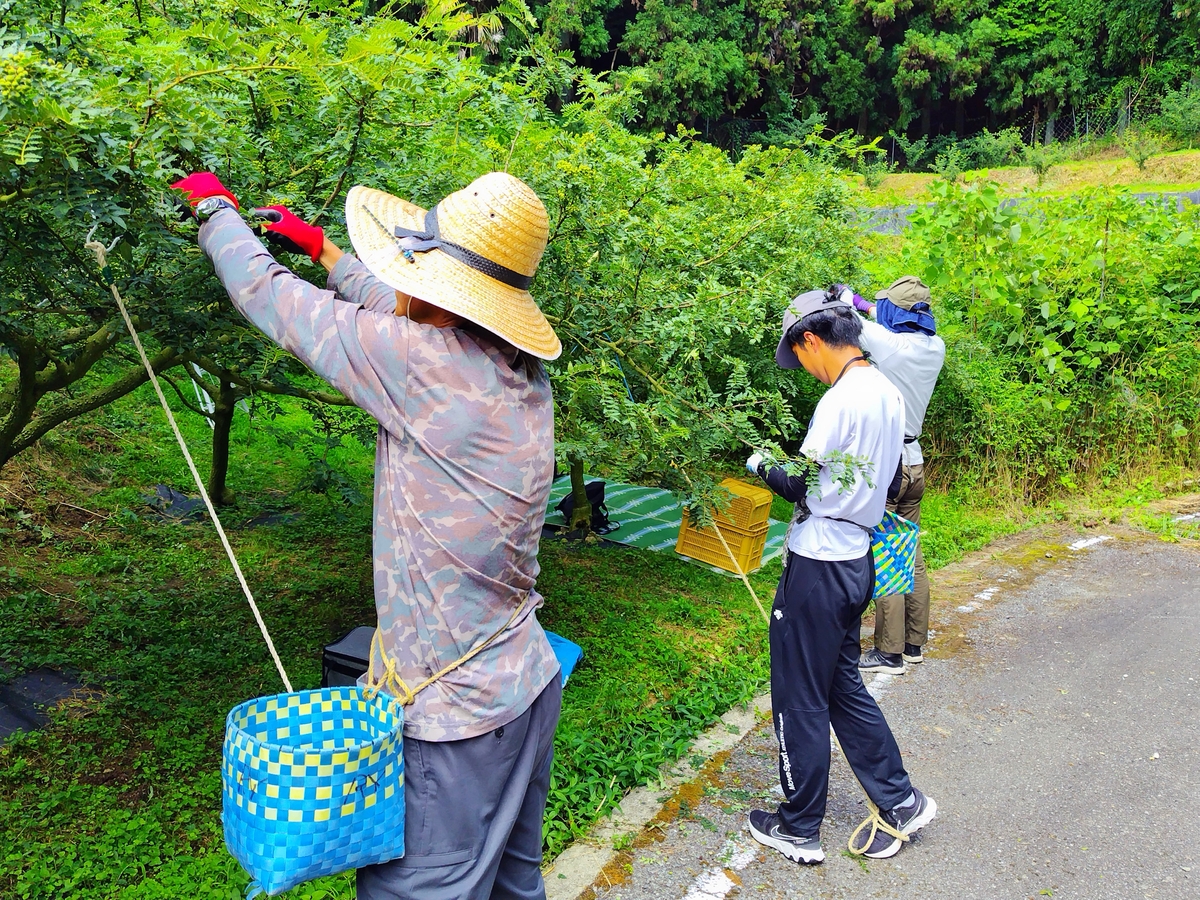 ぶどう山椒の収穫（有田川町　沼）