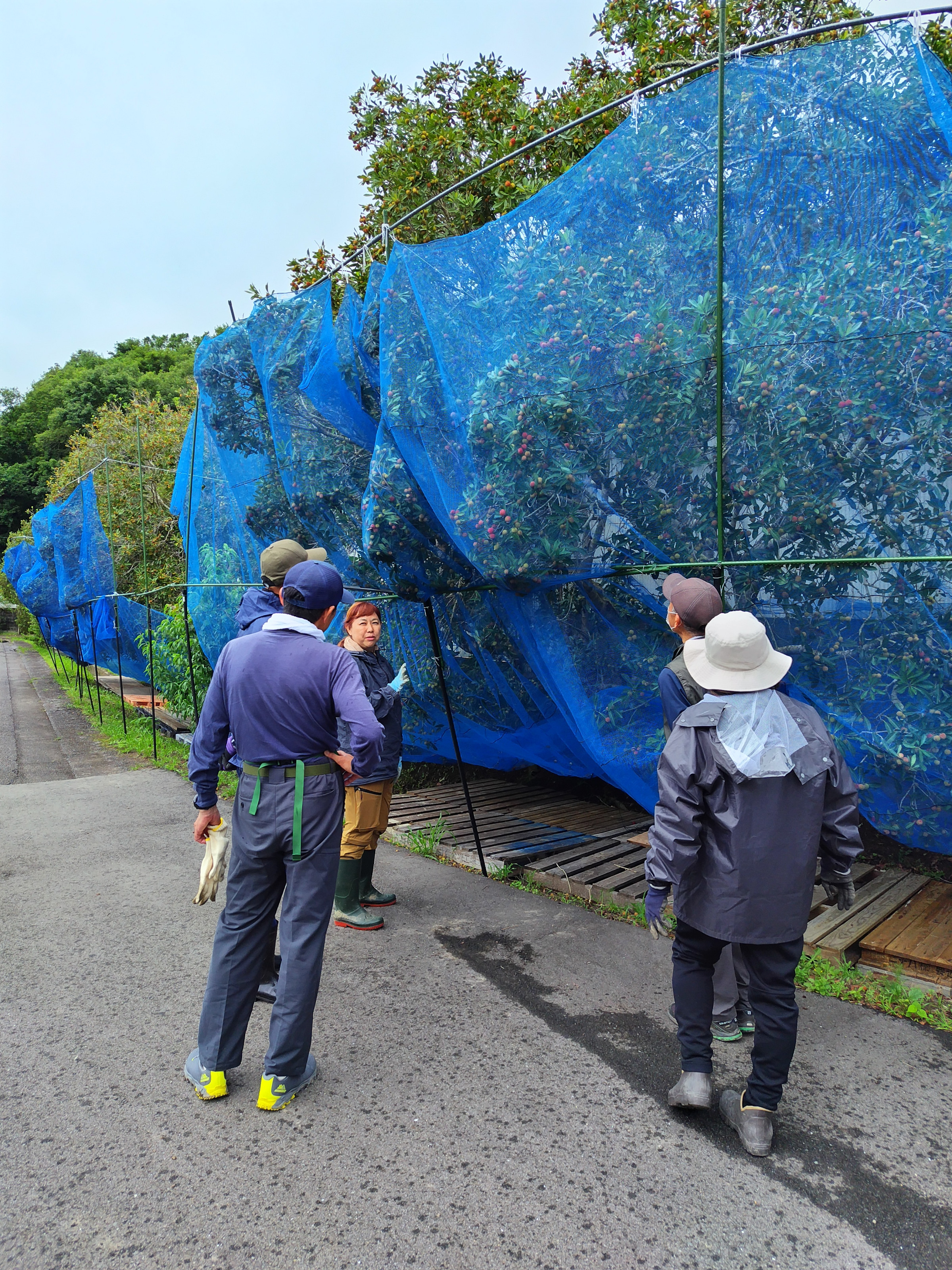 ヤマモモの網掛け作業（上富田町）