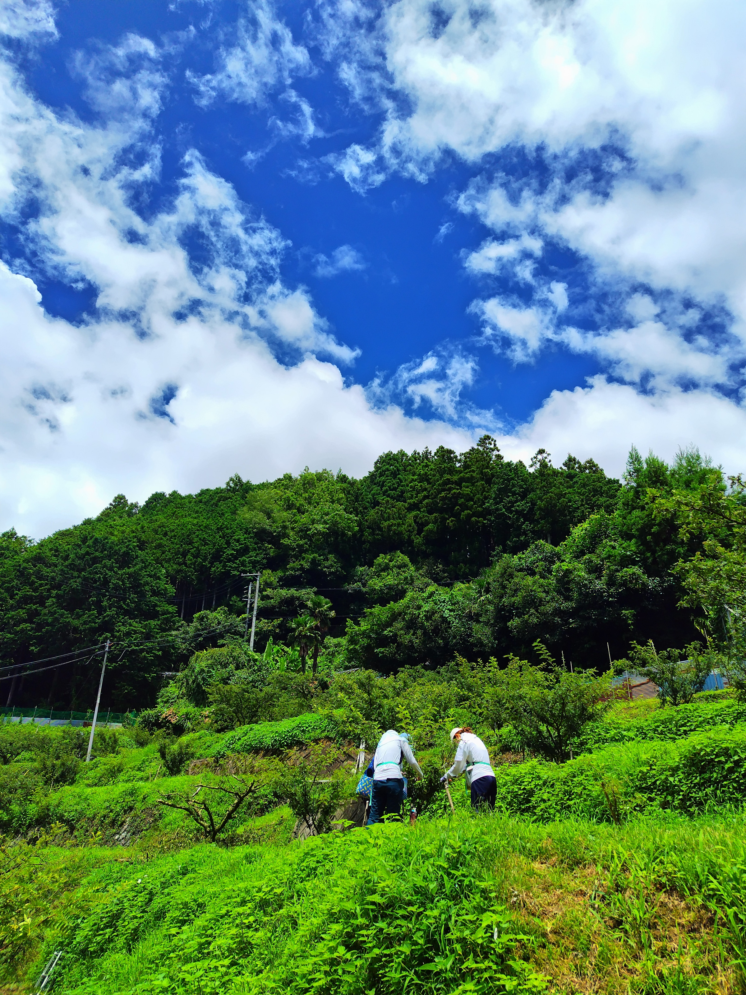 盛夏の沼地区（ぶどう山椒収穫）