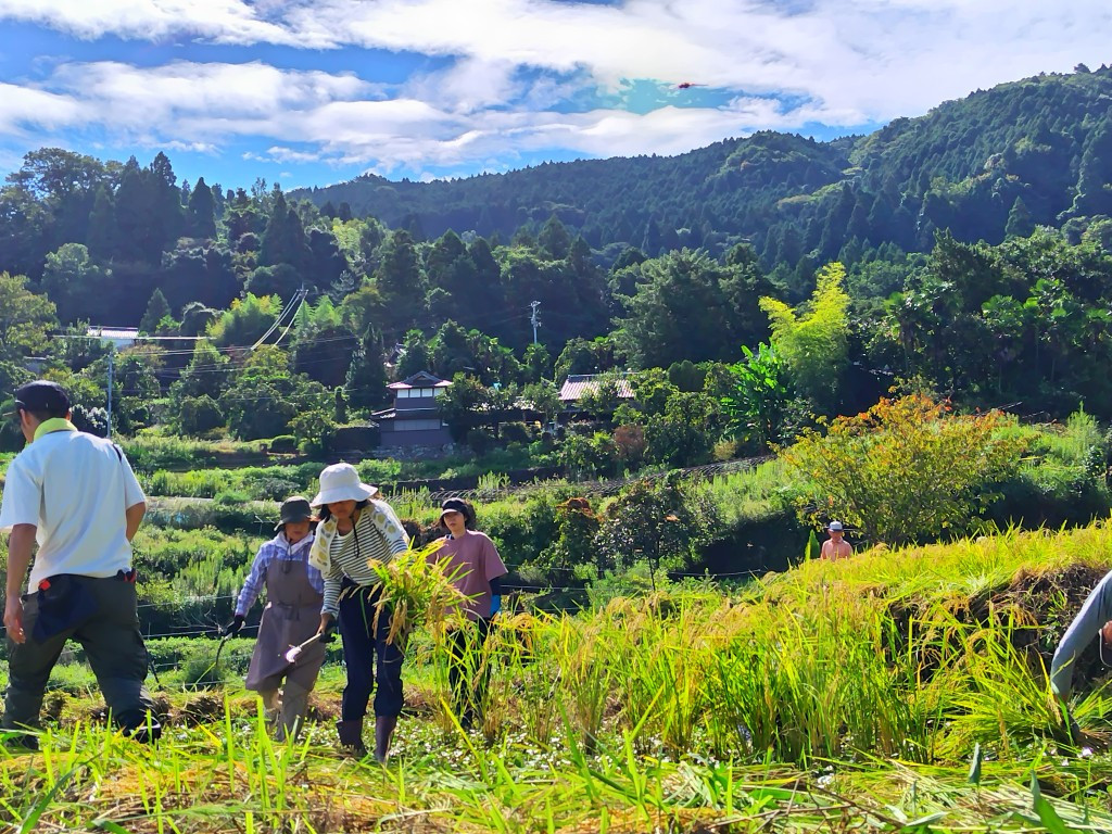 秋晴れの稲刈り（中田の棚田）
