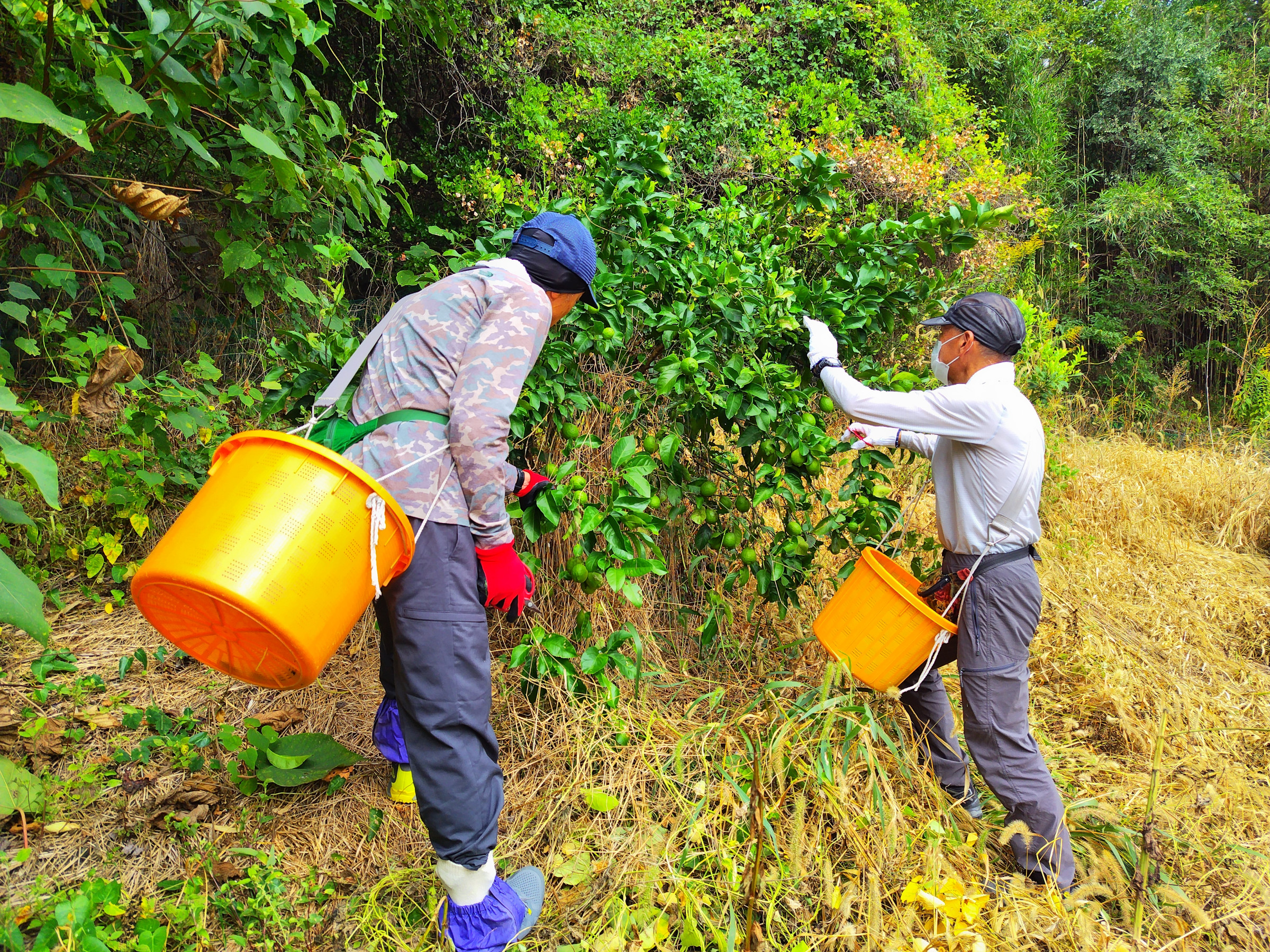 レモンの収穫（木村農園）