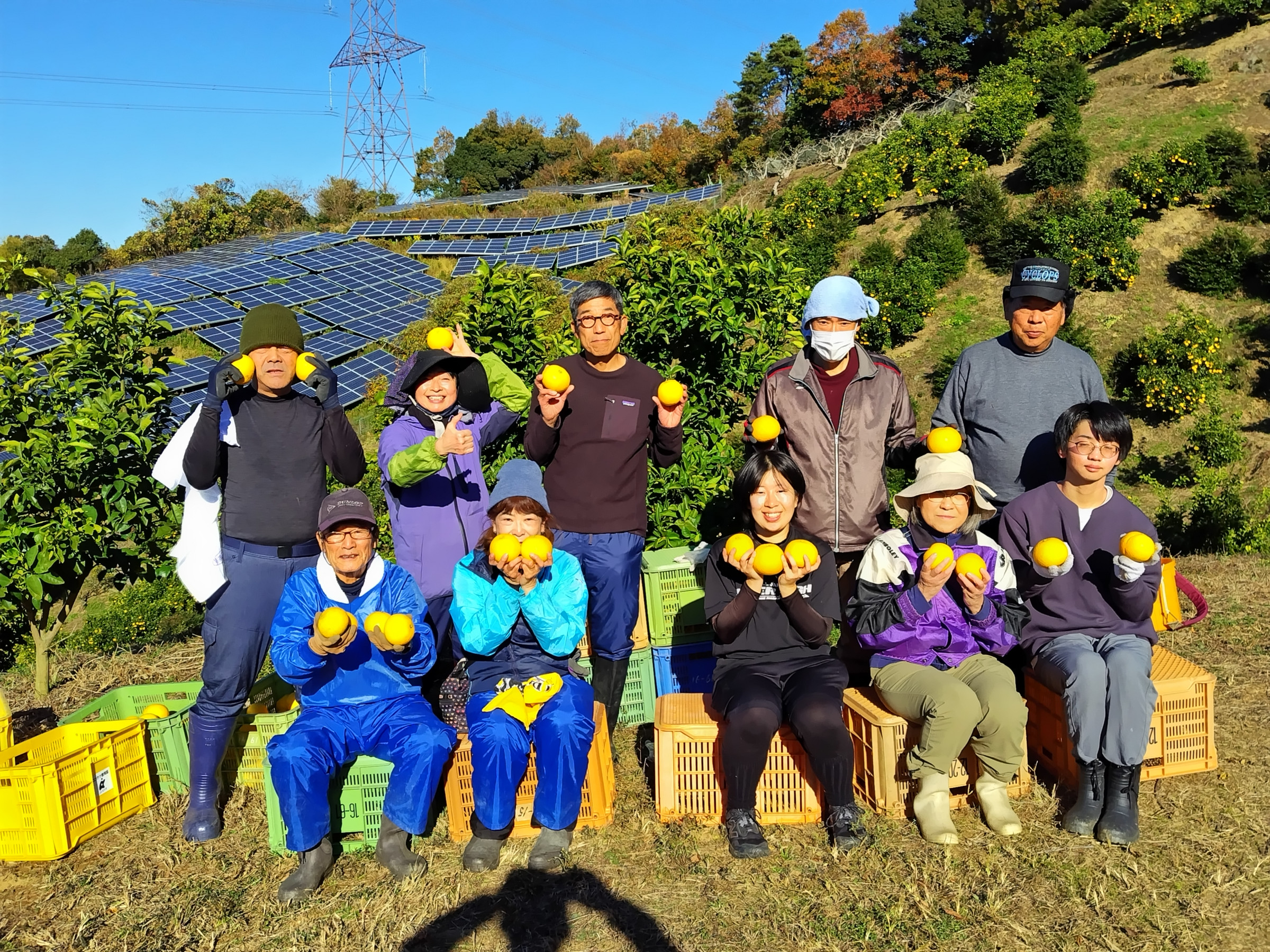 はっさく収穫援農（紀の川市橋村農園）