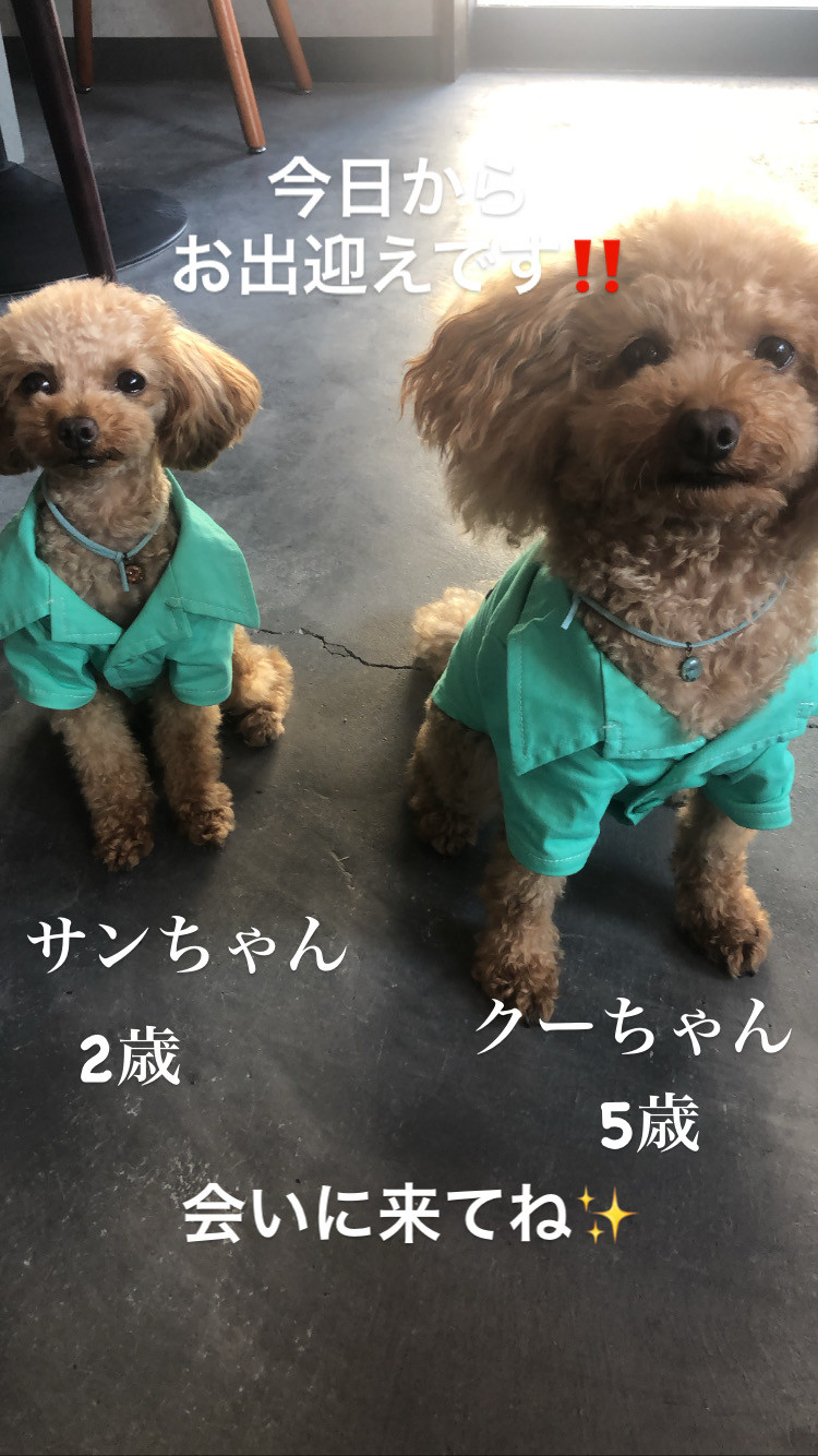 新しい看板犬が増えました