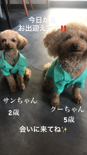 新しい看板犬が増えました