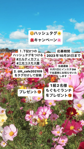 三光コスモス園🌸🏵️🌺をもっと楽しもう‼️キャンペーンのお知らせ