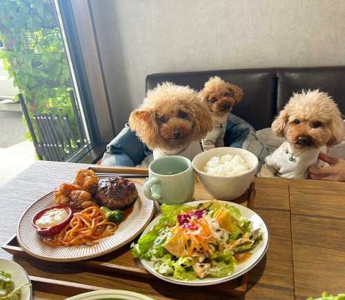 涼しい店内でわんちゃんとご一緒にお過ごし頂けます