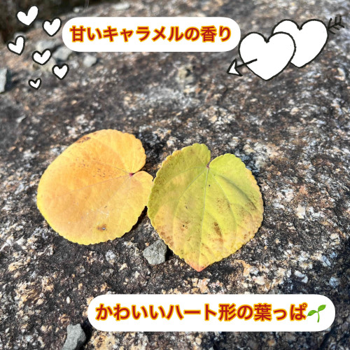 photo-output - コピー (2).JPG