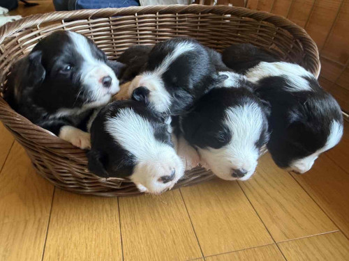 犬.JPG