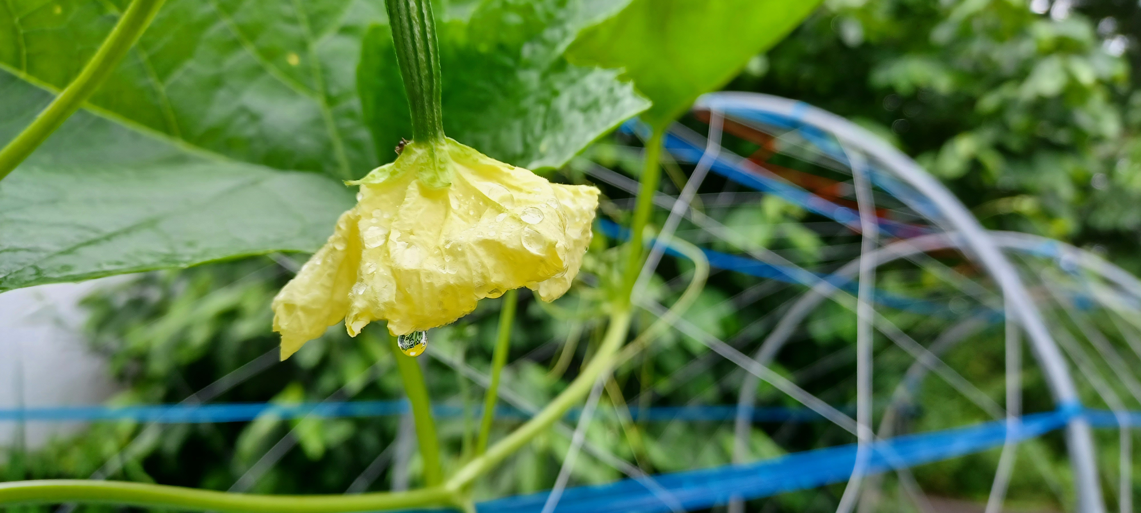 へちまの花 開花 有機へちま栽培 加工 販売 つるや