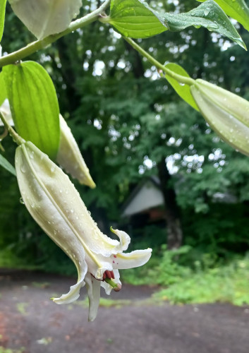 20250717_080436.jpg
