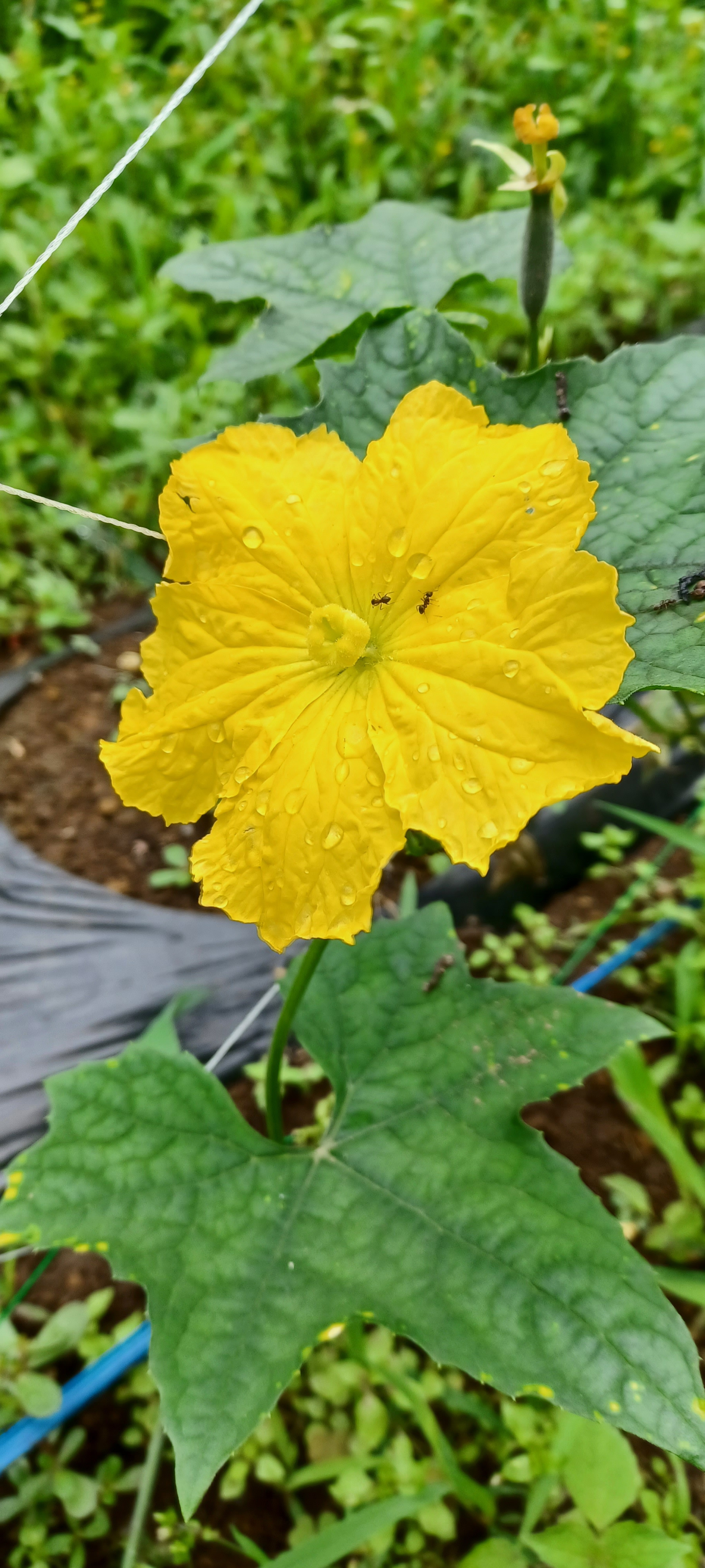 へちま開花
