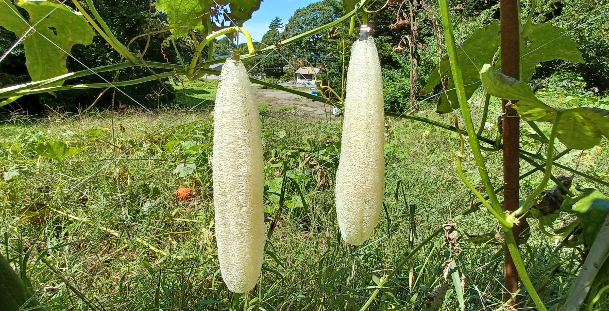 へちま収穫期→乾燥へちま
