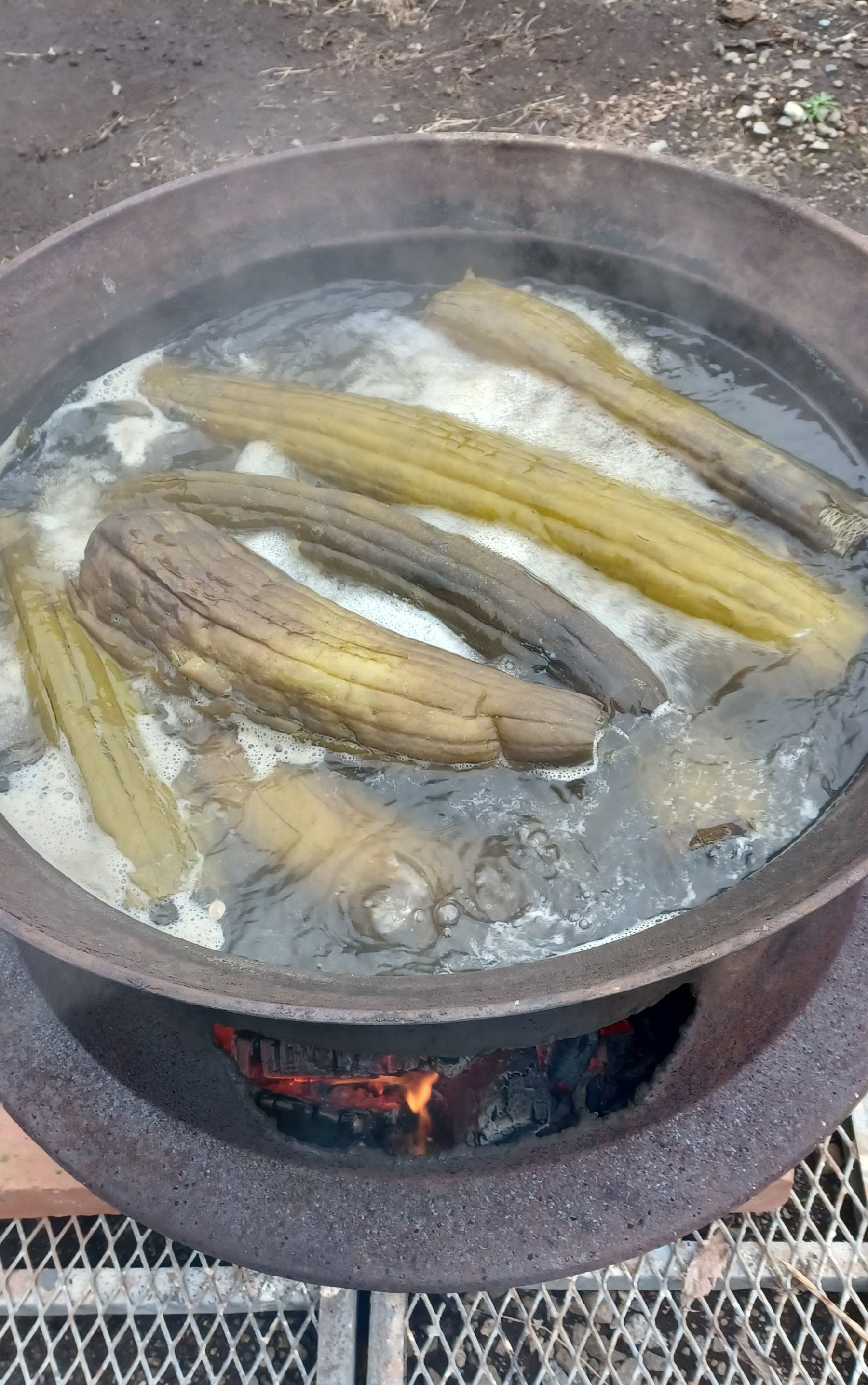 大釜にて実を茹でる