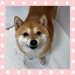 柴犬のキキちゃん