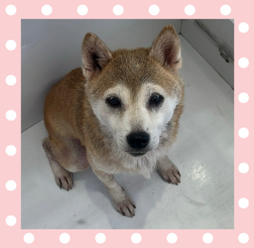 柴犬のこももちゃん