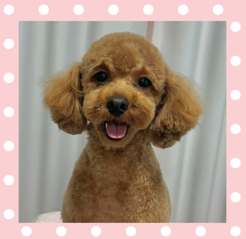 トイプードルのメグちゃん