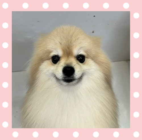 ポメラニアンのポルディくん