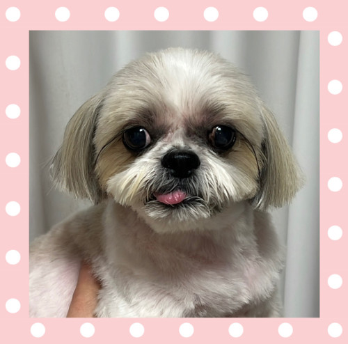 シーズーのハナちゃん