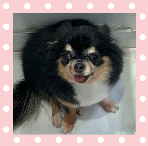 チワワのきゅうちゃん