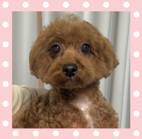 トイプードルのクラリスちゃん