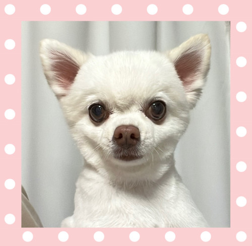 チワワのエリィちゃん