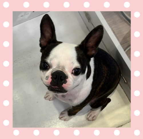 ボストンテリアのりきまるくん