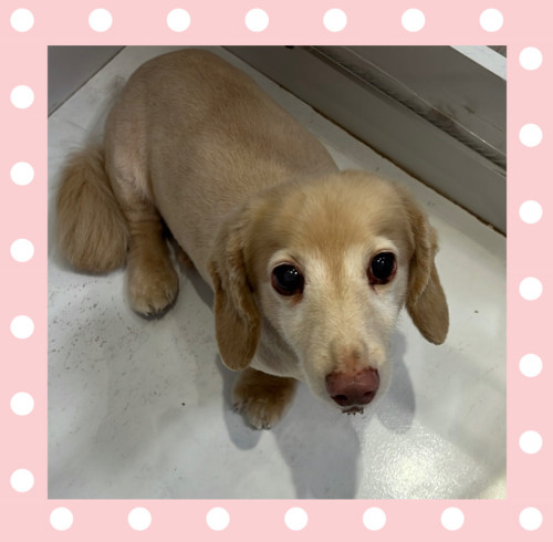 Mダックスのななおくん