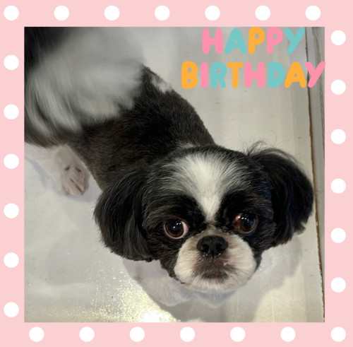 シーズーのこころくん