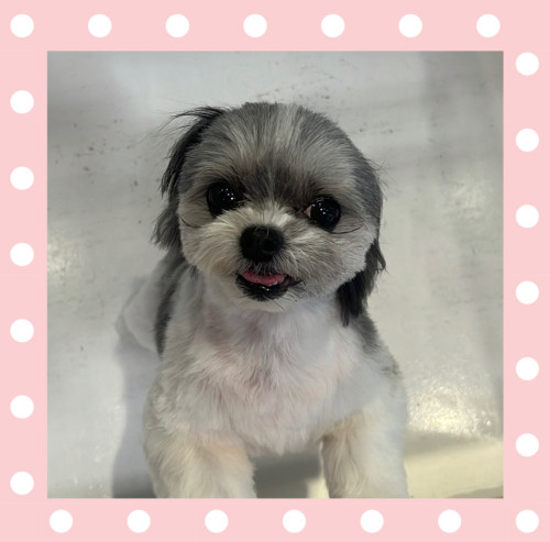 チワワとマルチーズのmixぷりんちゃん