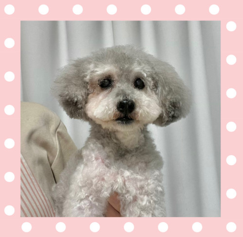 トイプードルのニコちゃん
