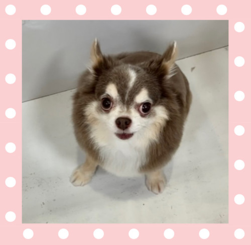 チワワのノアくん