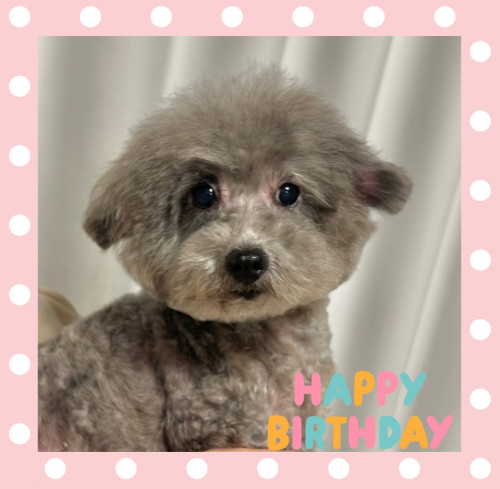 トイプードルの凛玖丸くん