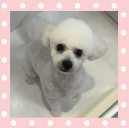 ビションフリーゼのピッケルくん