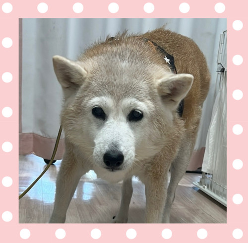 柴犬のカオちゃん