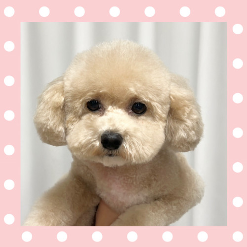 トイプードルのエルちゃん