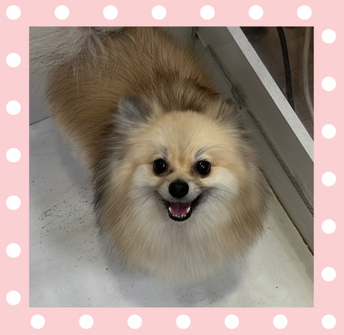 ポメラニアンのバニラちゃん