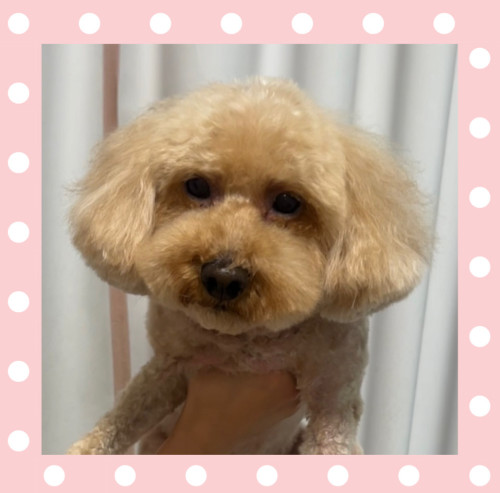 トイプードルのポッケくん