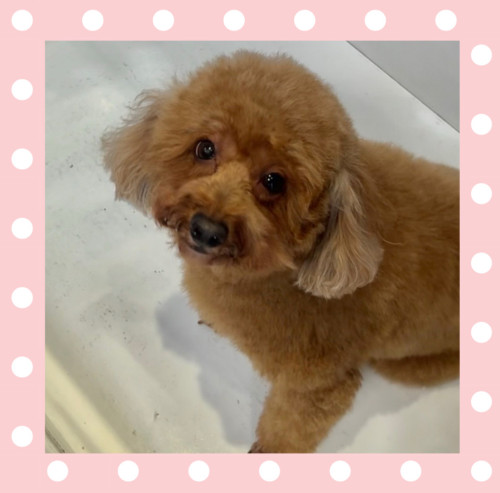 トイプードルのモモちゃん