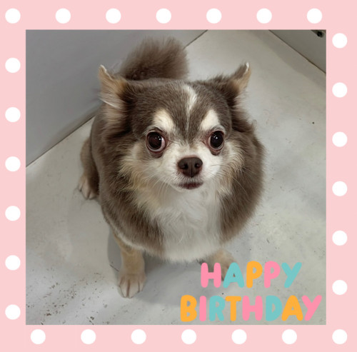 チワワのノアくん