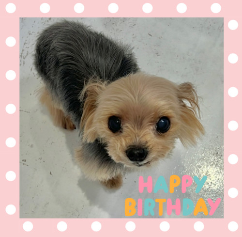 ヨークシャーテリアのジャックくん