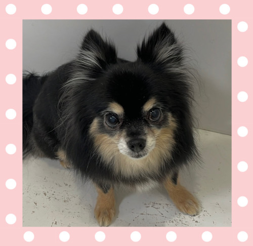 チワワのカブキくん