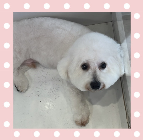 ビションフリーゼのカイくん