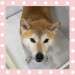 柴犬のきなこくん